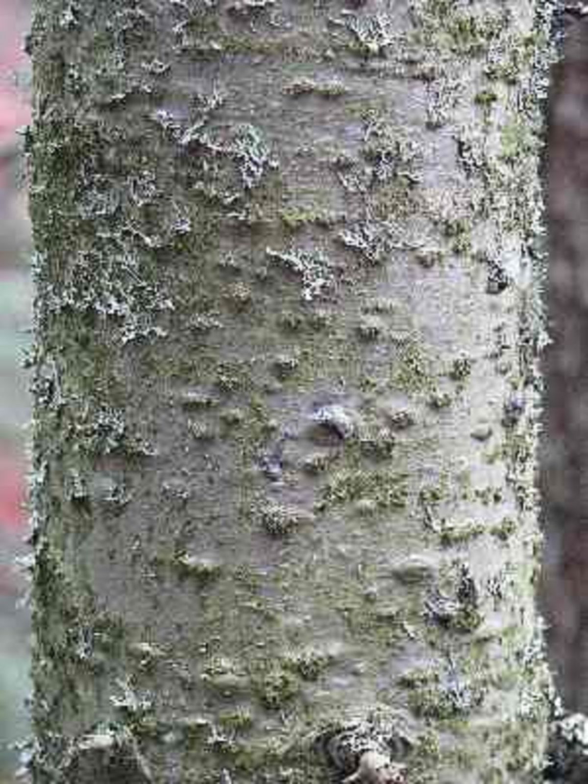 Trees and Shrubs Bark ID Practice Quiz Winter 2023 Take the Quiz QuizMaker